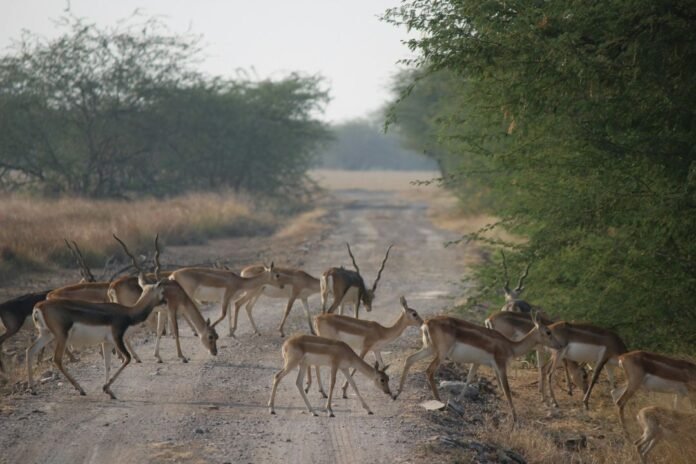 India's Best Wildlife Sanctuaries