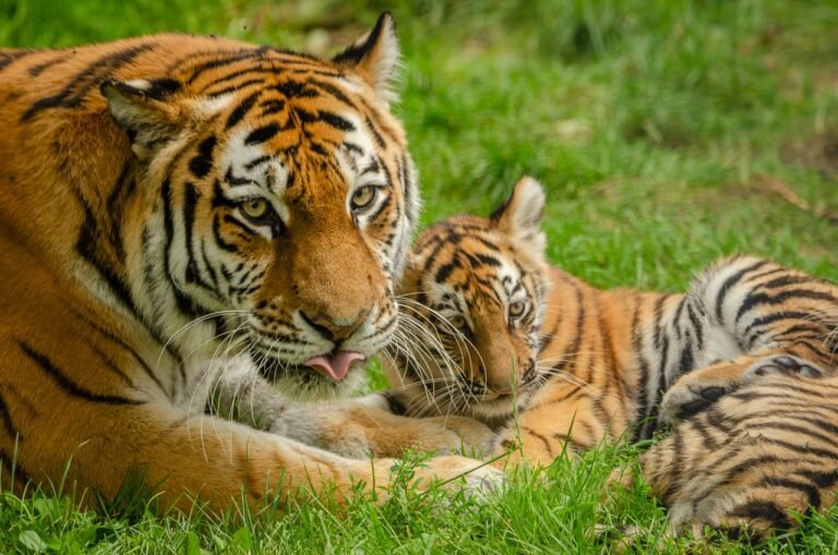 India’s Great Wildlife Comeback: Where to See Tigers, Rhinos and More in 2026