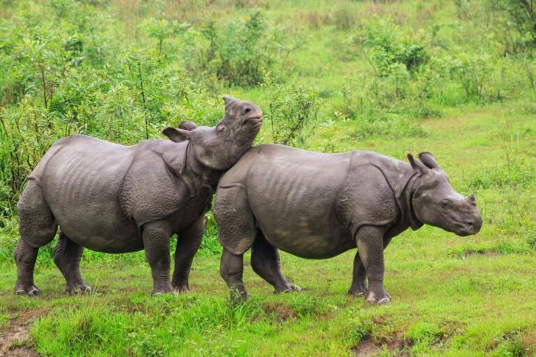 Assam: Rhinos, Rivers and the World’s Largest River Island