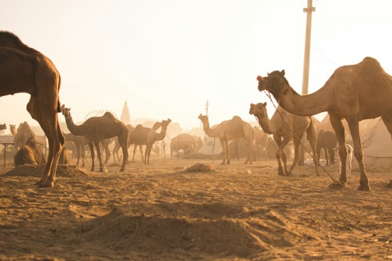 Pushkar Camel Fair: The Week a Desert Town Fills With 50,000 Camels
