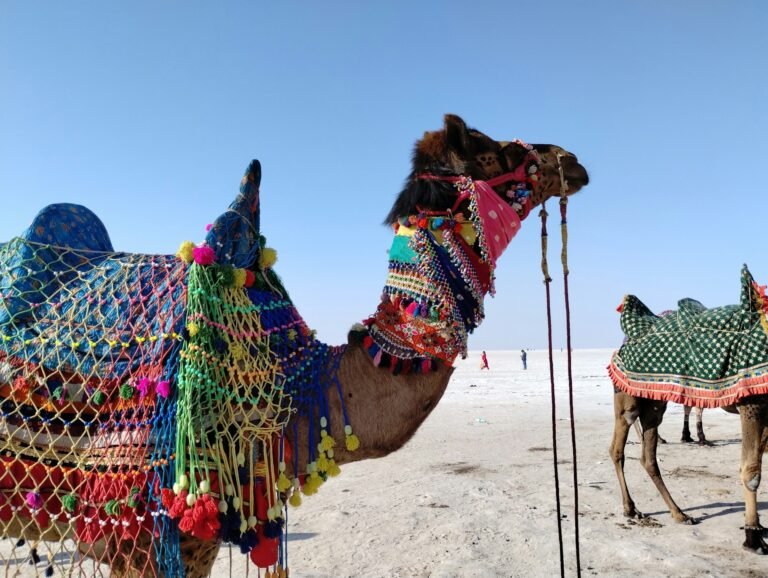 The Rann of Kutch Only Exists for Four Months a Year